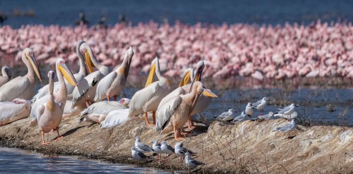 Imagen de aves descansando en el lago Nakuru en el Gran Valle del Rift, en el condado de Nakuru, Kenia. El Gran Valle del Rift, una importante formación geográfica que se extiende por el este de África, alberga numerosos lagos.