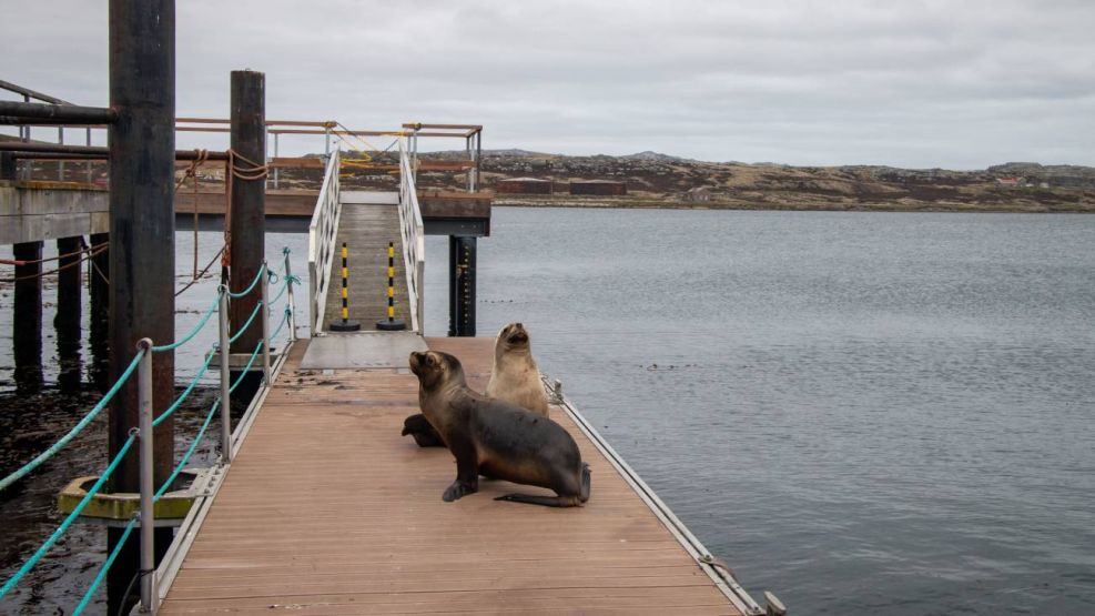 Islas Malvinas