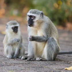 Imagen de monos verdes vistos en el parque Hluhluwe-Imfolozi, una de las reservas naturales más antiguas de Sudáfrica, en la provincia de KwaZulu-Natal, Sudáfrica. | Foto:Xinhua/Chen Wei