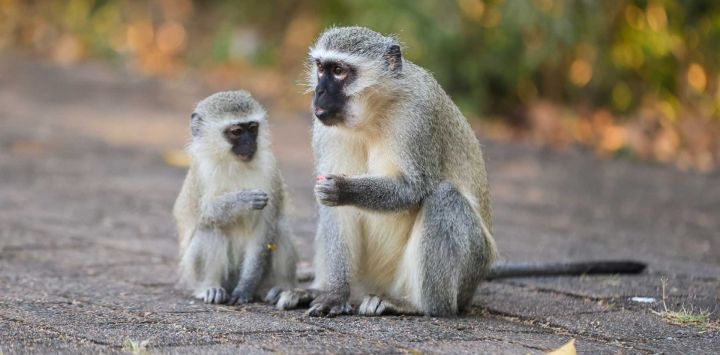 Imagen de monos verdes vistos en el parque Hluhluwe-Imfolozi, una de las reservas naturales más antiguas de Sudáfrica, en la provincia de KwaZulu-Natal, Sudáfrica.