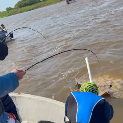 Las rayas de agua dulce forman parte de la fauna característica de los grandes ríos de la cuenca del Paraguay y el Paraná. Son peces cartilaginosos, de cuerpo aplanado, adaptados a desplazarse y permanecer en los fondos de los ambientes acuáticos.