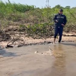 Las rayas de agua dulce forman parte de la fauna característica de los grandes ríos de la cuenca del Paraguay y el Paraná. Son peces cartilaginosos, de cuerpo aplanado, adaptados a desplazarse y permanecer en los fondos de los ambientes acuáticos.