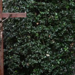 El Papa León XIV ofició una misa por el cuidado de la creación en Borgo Laudato Si’ en Castel Gandolfo. | Foto:ALBERTO PIZZOLI / AFP