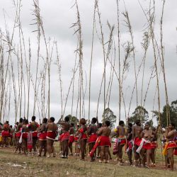 Jóvenes zulúes portando cañas caminan hacia el palacio real antes de presentárselas al rey Misuzulu kaZwelithini durante la Umkhosi Womhlanga (Danza de las Cañas en zulú), una ceremonia tradicional que celebra la cultura zulú, en Ingwavuma, KwaZulu-Natal. Cada septiembre, miles de mujeres, conocidas localmente como doncellas, se congregan en el palacio real, en la provincia de KwaZulu-Natal, al sureste del país, para presentar una caña alta al rey Misuzulu kaZwelithini, como parte de un rito tradicional de iniciación a la feminidad. | Foto:EMMANUEL CROSET / AFP