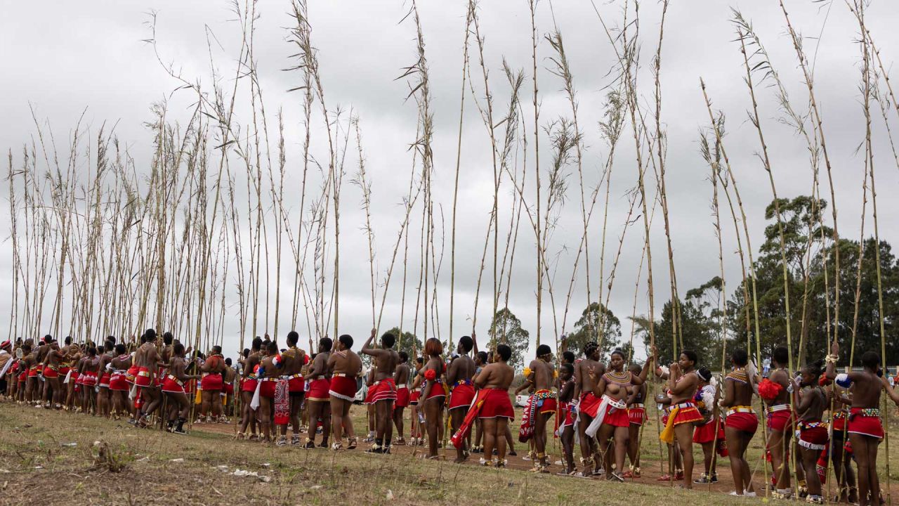 Jóvenes zulúes portando cañas caminan hacia el palacio real antes de presentárselas al rey Misuzulu kaZwelithini durante la Umkhosi Womhlanga (Danza de las Cañas en zulú), una ceremonia tradicional que celebra la cultura zulú, en Ingwavuma, KwaZulu-Natal. Cada septiembre, miles de mujeres, conocidas localmente como doncellas, se congregan en el palacio real, en la provincia de KwaZulu-Natal, al sureste del país, para presentar una caña alta al rey Misuzulu kaZwelithini, como parte de un rito tradicional de iniciación a la feminidad. | Foto:EMMANUEL CROSET / AFP
