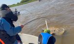 Gigante de agua dulce: pescaron una enorme raya de 90 kilos en el río Paraguay