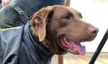 Quién es Hela, la perra a la que Milei le dedicó una audiencia oficial