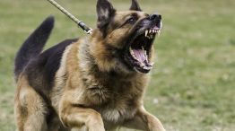 Perro atacando