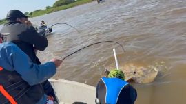 Las rayas de agua dulce forman parte de la fauna característica de los grandes ríos de la cuenca del Paraguay y el Paraná. Son peces cartilaginosos, de cuerpo aplanado, adaptados a desplazarse y permanecer en los fondos de los ambientes acuáticos.