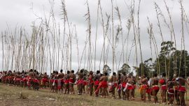 Jóvenes zulúes portando cañas caminan hacia el palacio real antes de presentárselas al rey Misuzulu kaZwelithini durante la Umkhosi Womhlanga (Danza de las Cañas en zulú), una ceremonia tradicional que celebra la cultura zulú, en Ingwavuma, KwaZulu-Natal. Cada septiembre, miles de mujeres, conocidas localmente como doncellas, se congregan en el palacio real, en la provincia de KwaZulu-Natal, al sureste del país, para presentar una caña alta al rey Misuzulu kaZwelithini, como parte de un rito tradicional de iniciación a la feminidad.