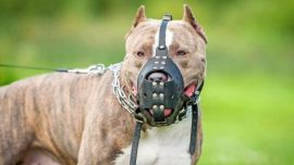 Tras 12 ataques de perros en Córdoba, vuelven a impulsar un proyecto para prohibir la cría y comercialización