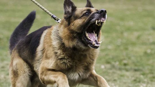 Perros peligrosos: Insisten para que la Legislatura trate por tercera vez el proyecto que prohíbe su cría y tenencia