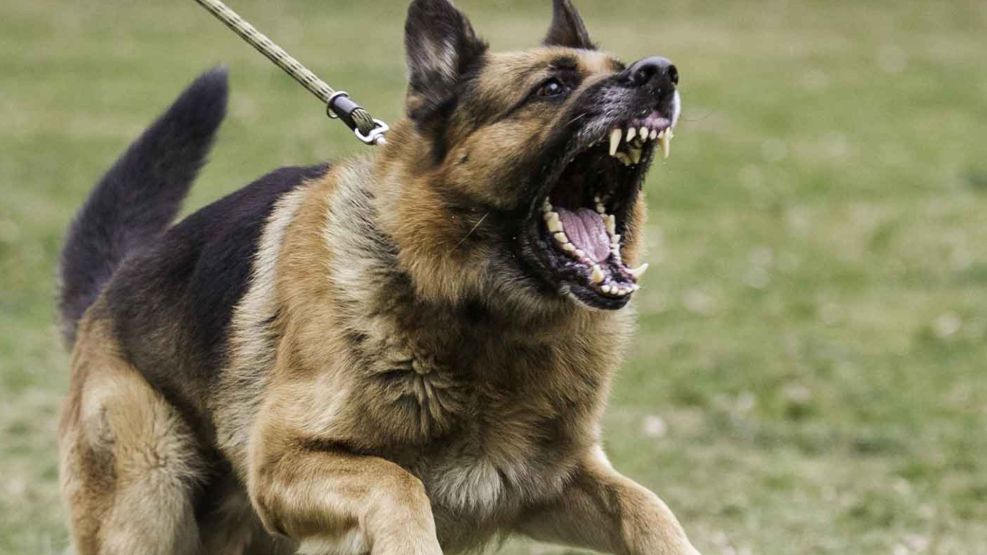 Perro atacando