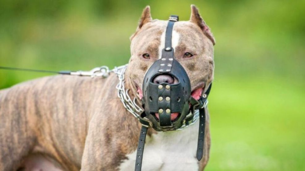 Tras 12 ataques de perros en Córdoba, vuelven a impulsar un proyecto para prohibir la cría y comercialización