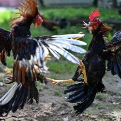 El entrenador panameño de peleas de gallos, Hernán Botella, utiliza a Drácula (izquierda), un gallo de pelea ciego, para desarrollar las habilidades de combate y la resistencia física de un gallo joven durante una sesión de entrenamiento en el barrio obrero de El Chorrillo, en la Ciudad de Panamá. Drácula, ahora ciego, fue un gallo de pelea exitoso en su mejor momento, ganando numerosos combates. Retirado de la competición, ahora se utiliza como semental para transmitir su genética y producir nuevos gallos de pelea con características valoradas por los criadores, como la agresividad y la capacidad de lucha. Introducidas en América durante el período colonial, las peleas de gallos se establecieron en comunidades de toda Latinoamérica y evolucionaron hasta convertirse en una tradición transmitida de generación en generación. | Foto:MARTIN BERNETTI / AFP