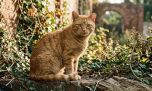 El increíble rescate de un gato extraviado que adoptó una vida silvestre lejos de su casa