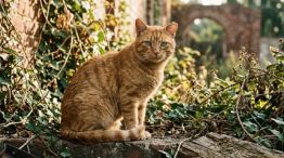 0809_gatos