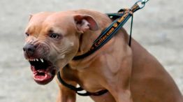 Perros peligrosos