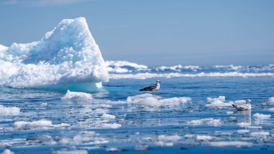 El deshielo de los glaciares está creando un “círculo vicioso”