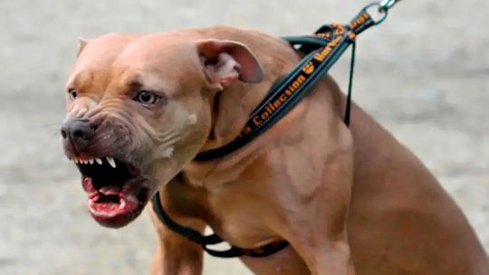 Perros peligrosos: en el Concejo, los opositores presentan proyectos paralelos para prohibirlos