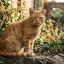 0809_gatos