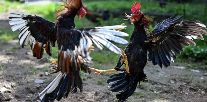 El entrenador panameño de peleas de gallos, Hernán Botella, utiliza a Drácula (izquierda), un gallo de pelea ciego, para desarrollar las habilidades de combate y la resistencia física de un gallo joven durante una sesión de entrenamiento en el barrio obrero de El Chorrillo, en la Ciudad de Panamá. Drácula, ahora ciego, fue un gallo de pelea exitoso en su mejor momento, ganando numerosos combates. Retirado de la competición, ahora se utiliza como semental para transmitir su genética y producir nuevos gallos de pelea con características valoradas por los criadores, como la agresividad y la capacidad de lucha. Introducidas en América durante el período colonial, las peleas de gallos se establecieron en comunidades de toda Latinoamérica y evolucionaron hasta convertirse en una tradición transmitida de generación en generación.