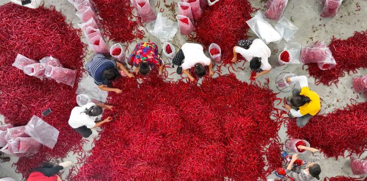 Habitantes de una aldea clasifican chiles en una planta procesadora de pimientos picantes en Heixi, en el municipio de Chongqing, en el suroeste de China.
