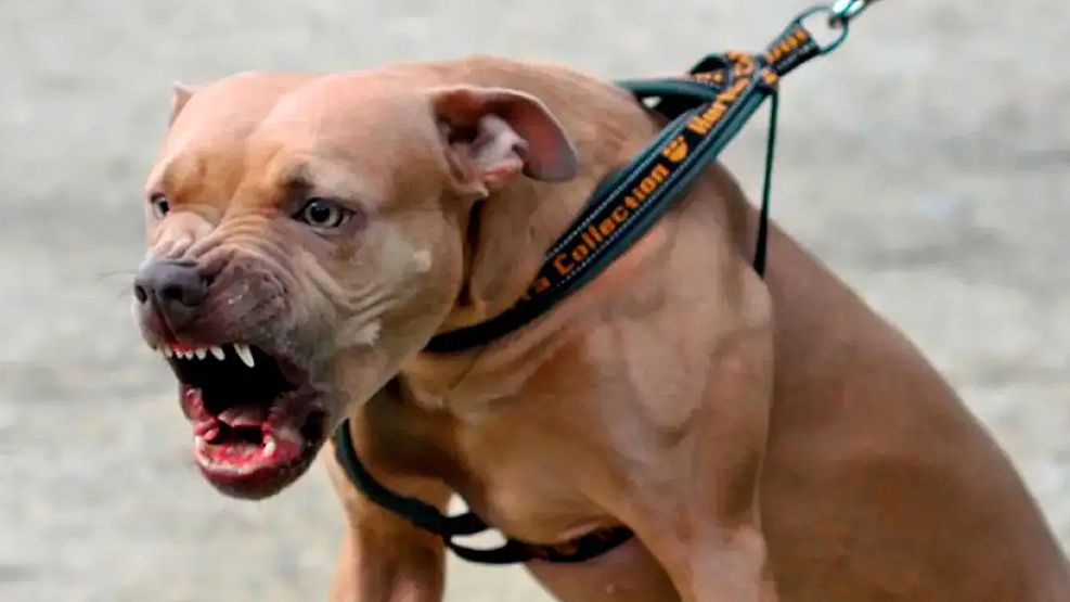 Perros peligrosos