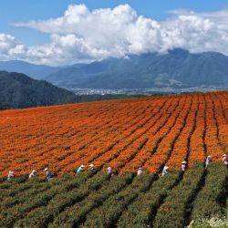 Imagen tomada con un dron de agricultores cosechando flores de caléndula, en Tengchong, en la provincia de Yunnan, en el suroeste de China. Los agricultores se encuentran inmersos en las labores del campo durante el periodo del Rocío Blanco (Bailu), uno de los 24 términos solares que marcan la condensación del rocío y el comienzo del descenso de las temperaturas. | Foto:Xinhua/Gong Zujin