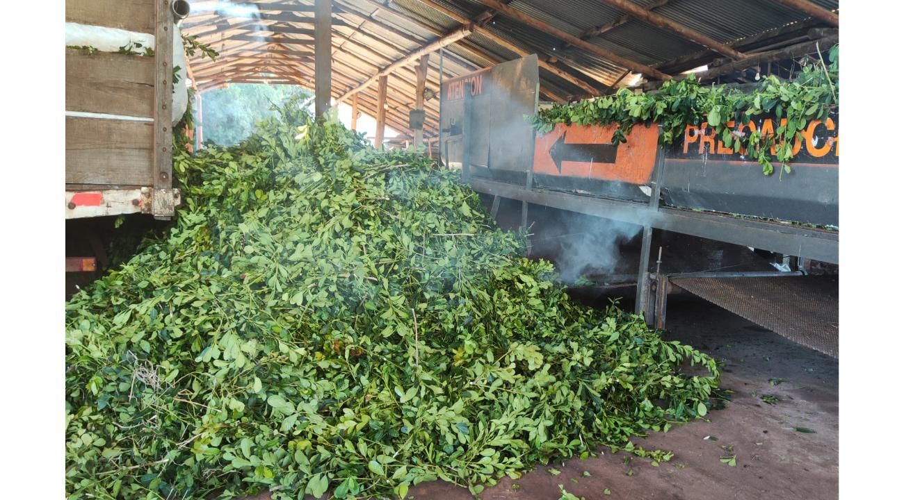 Dulce Beso: la yerba mate artesanal que mantiene viva una tradición familiar