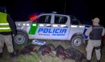 Detienen a cazadores furtivos con 4 jabalíes faenados y 6 perros