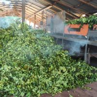 Dulce Beso: la yerba mate artesanal que mantiene viva una tradición familiar