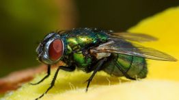 Mosca