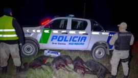Los sospechosos llevaban 4 jabalíes faenadas en la camioneta.