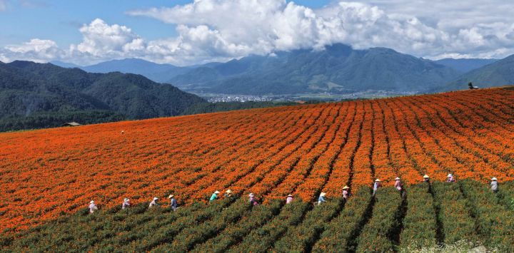 Imagen tomada con un dron de agricultores cosechando flores de caléndula, en Tengchong, en la provincia de Yunnan, en el suroeste de China. Los agricultores se encuentran inmersos en las labores del campo durante el periodo del Rocío Blanco (Bailu), uno de los 24 términos solares que marcan la condensación del rocío y el comienzo del descenso de las temperaturas.