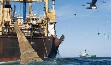Pesca ilegal