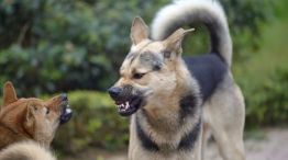 Ataques de perros en Córdoba