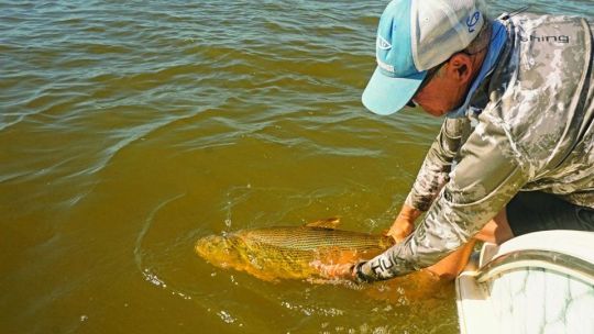 Veda total en el Paraná: protegen un enorme cardumen de dorados con multas millonarias