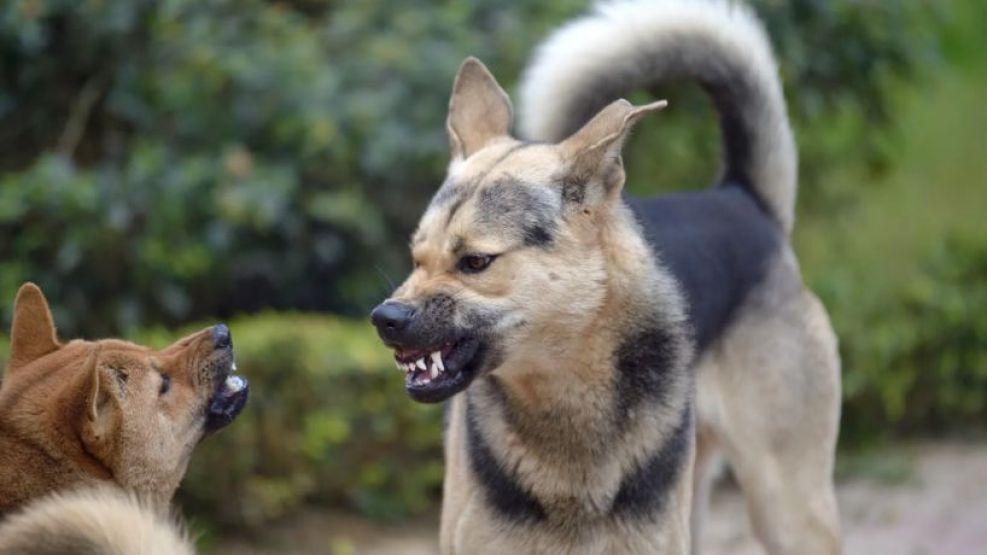 Ataques de perros en Córdoba