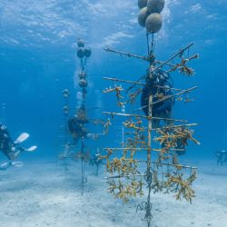 Un buceador del programa "Rescue a Reef" de la Universidad de Miami examina fragmentos de coral cuerno de ciervo que crecen en una estructura de vivero submarina —parte de una iniciativa para identificar qué cepas genéticas resisten mejor el aumento de las temperaturas oceánicas— frente a la costa de Key Biscayne, Florida. | Foto:Jesus Olarte / AFP