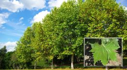 Platanus × hispanica