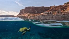 Una tortuga se desplaza por las aguas frente a Monemvasía, Grecia, con la ciudadela medieval alzándose sobre el mar.