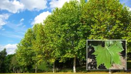 Ideal para alérgicos: un mapa de la Ciudad de Buenos Aires permite observar cuáles son las calles con más plátanos