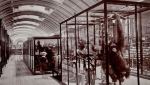 Museo de Historia Natural de Londres