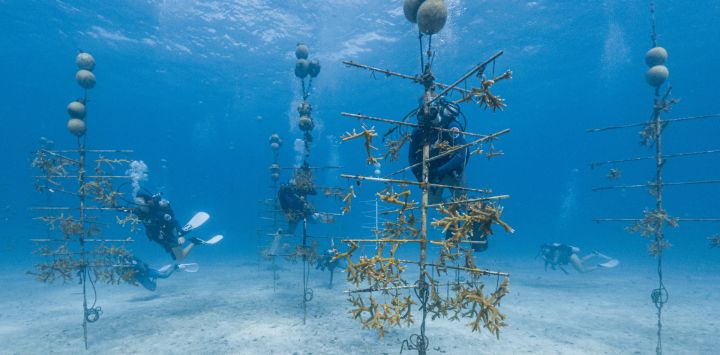 Un buceador del programa "Rescue a Reef" de la Universidad de Miami examina fragmentos de coral cuerno de ciervo que crecen en una estructura de vivero submarina —parte de una iniciativa para identificar qué cepas genéticas resisten mejor el aumento de las temperaturas oceánicas— frente a la costa de Key Biscayne, Florida.