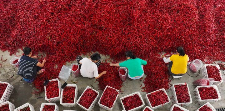 Unos aldeanos clasifican chiles en una empresa procesadora de esta hortaliza en Heixi, municipio de Chongqing, suroeste de China.