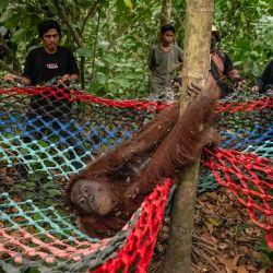 Esta fotografía, tomada y difundida por el Ministerio de Silvicultura de Indonesia y la organización Yayasan Inisiasi Alam Rehabilitasi Indonesia (YIARI), muestra una operación de rescate de orangutanes atrapados en incendios forestales en la localidad de Pemangkat, en la provincia de Kalimantan Occidental. | Foto:AFP PHOTO / Yayasan Inisiasi Alam Rehabilitasi Indonesia