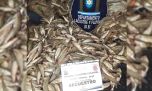 Golpe a la pesca furtiva: secuestraron 1.570 pejerreyes y redes en un operativo