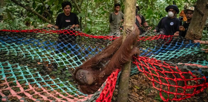 Esta fotografía, tomada y difundida por el Ministerio de Silvicultura de Indonesia y la organización Yayasan Inisiasi Alam Rehabilitasi Indonesia (YIARI), muestra una operación de rescate de orangutanes atrapados en incendios forestales en la localidad de Pemangkat, en la provincia de Kalimantan Occidental.