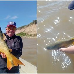 El dorado vuelve a ser uno de los grandes protagonistas de la pesca en Cayastá. Si bien todavía no aparecen en grandes cantidades, los ejemplares que están tomando los artificiales y las carnadas se destacan por su tamaño.